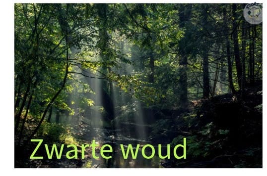 18DE7E02-7866-4656-BAFE-4C72A9B2F6F1 Zwarte Woud – handgeverfd merinogaren in bosgroen