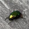 Groene kever op grijze ondergrond